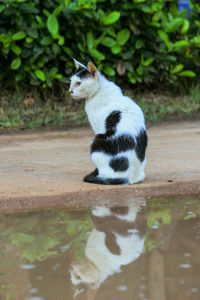 Cat sitting on a lake