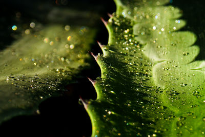 Close-up of raindrops on leaves