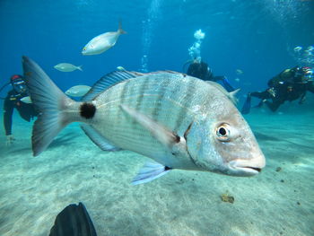 Close-up of fish swimming in sea