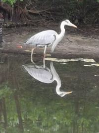 White heron in lake