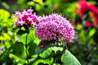 Close-up of purple flowers blooming outdoors