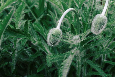 Close-up of leaves