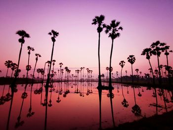 Silhouette palm trees by swimming pool against sky at sunset