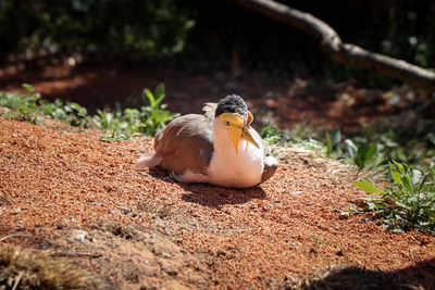 Animal and bird portrait of masked lapwing lying or nesting in dusty soil 