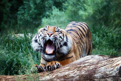 Portrait of tiger stretching while roaring by log in forest