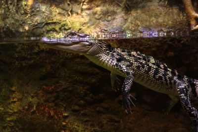 Close-up of lizard