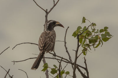 Bird perching on a tree