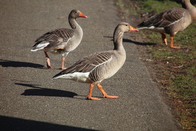 Goose on the street in the netherlands