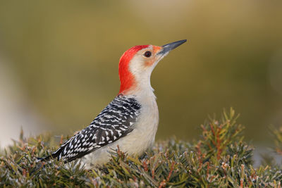 Close-up of a bird perching on a field