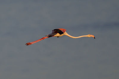 View of bird flying against the sky