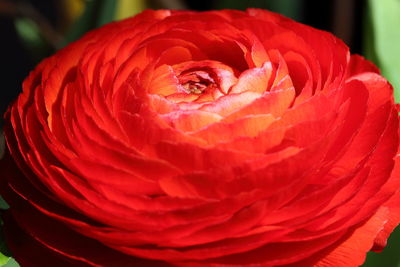 Close-up of red rose