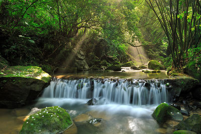 Scenic view of waterfall in forest