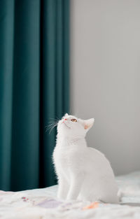 White short hair cat looking away while sitting on bed at home