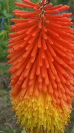 Close-up of orange flower