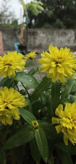 Close-up of yellow flowering plant