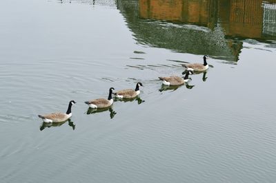 Ducks in water