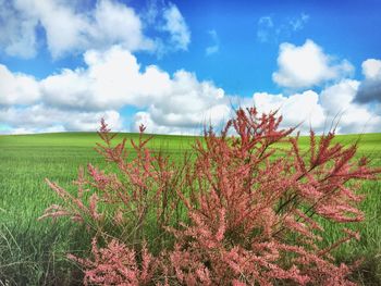 Scenic view of field against cloudy sky