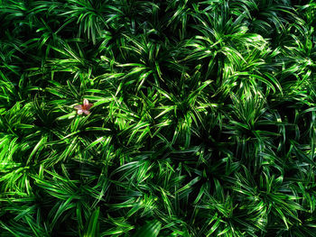 High angle view of flowering plants