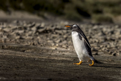 Close-up of seagull on land