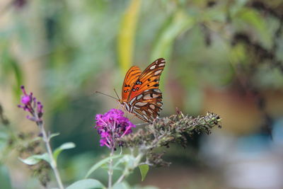 Close-up of butterfly pollinating on purple flower