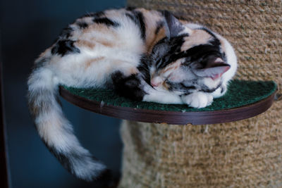 Close-up of cat sleeping