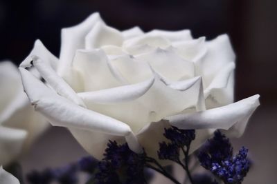 Close-up of white rose flower