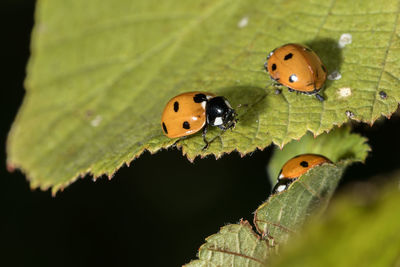 Close-up of ladybug on leaves