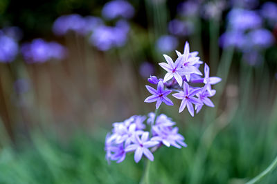 Close-up of purple flowering plant