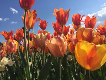 Close-up of orange tulips blooming against sky