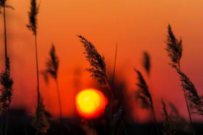 Close-up of silhouette plants against orange sunset sky