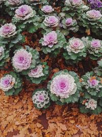 High angle view of pink flowering plants