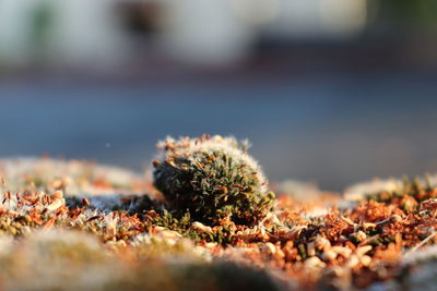 Close-up of crab on rock