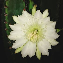 Close-up of white flowering plant