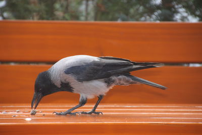Side view of crow 