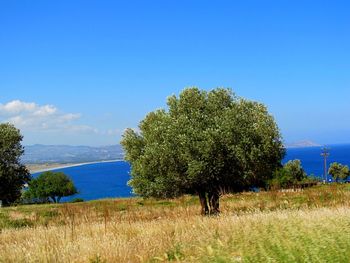 Scenic view of landscape against blue sky