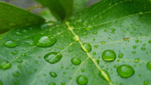 Close-up of raindrops on leaves