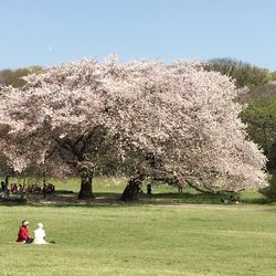 Scenic view of tree against clear sky