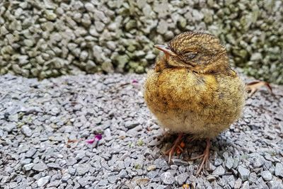 High angle view of bird on rock