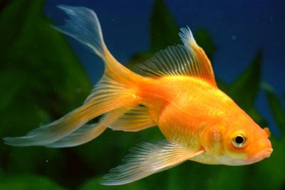 Close-up of fish swimming in aquarium