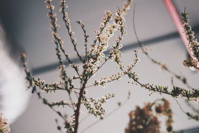 Close-up of flowers on branch