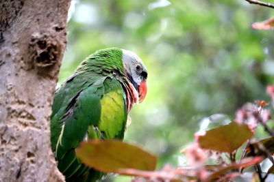 Close-up of parrot perching on tree