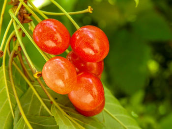 Close-up of cherries on plant