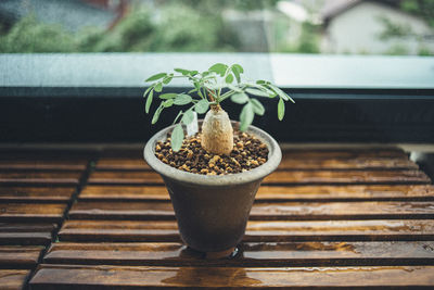 Close-up of small potted plant on table