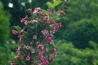 Close-up of pink flowers blooming outdoors