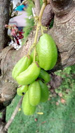 Close-up of fruits on tree