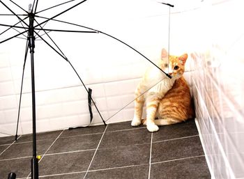 Cat sitting on tiled floor
