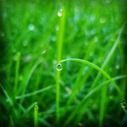 Close-up of wet grass