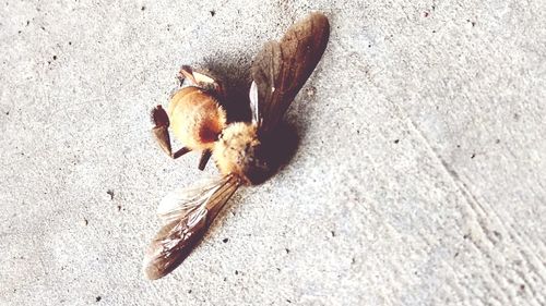 High angle view of bee on the wall