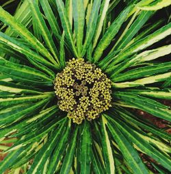 Full frame shot of green plant