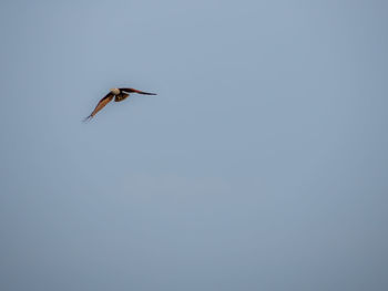 Low angle view of bird flying in sky